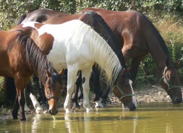 Cours d equitation et randonnees